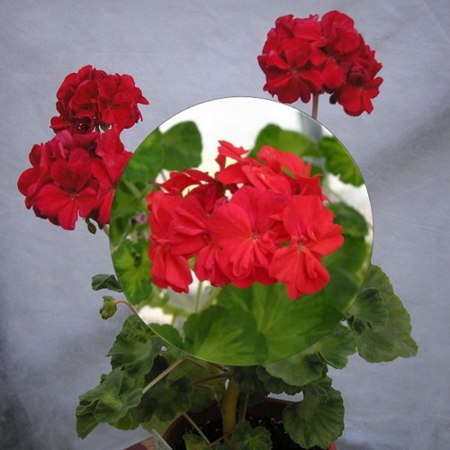 Pelargonium 'Turtle's Surprise' - Pelargoon 'Turtle's Surprise'